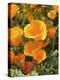 Poppies (Eschscholzia Californica)-Tony Craddock-Premier Image Canvas