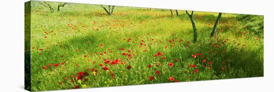 Poppies field in bloom, Umbria, Italy-null-Premier Image Canvas