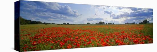 Poppies in a Field, Norfolk, England-null-Premier Image Canvas