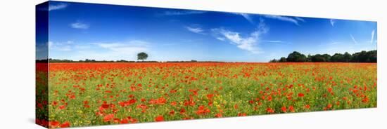Poppies in a Field, Norfolk, England-null-Premier Image Canvas