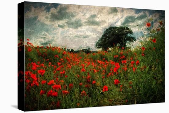 Poppies in a Wild Field-Mark Gemmell-Premier Image Canvas