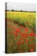 Poppies in an Oilseed Rape Field Near North Stainley-Mark Sunderland-Premier Image Canvas