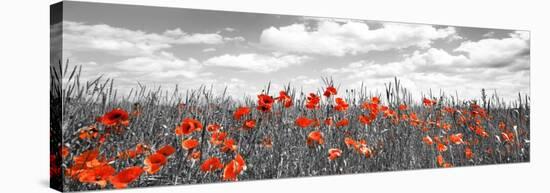 Poppies in corn field, Bavaria, Germany-Frank Krahmer-Stretched Canvas