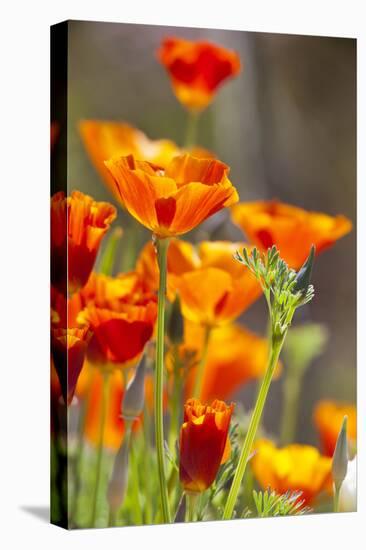 Poppies in Full Bloom, Seattle, Washington, USA-Terry Eggers-Premier Image Canvas
