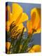 Poppies in Spring Bloom, Lancaster, California, USA-Terry Eggers-Premier Image Canvas
