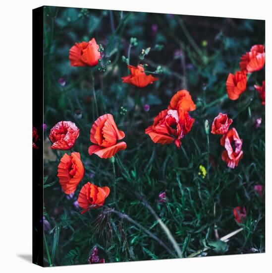 Poppies in the Field. Minimal Style-Evgeniya Porechenskaya-Stretched Canvas