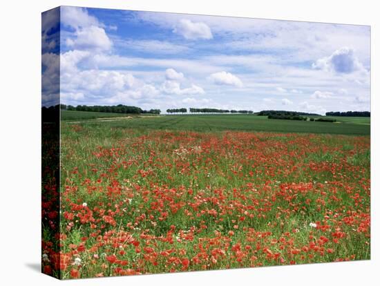 Poppies in the Valley of the Somme Near Mons, Nord-Picardy, France-David Hughes-Premier Image Canvas