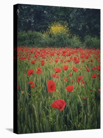 Poppies in the Wheat-Dawne Polis-Stretched Canvas