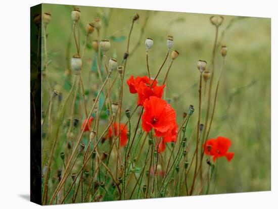 Poppies on Flanders Fields-Magda Indigo-Premier Image Canvas