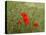 Poppies on Flanders Fields-Magda Indigo-Premier Image Canvas