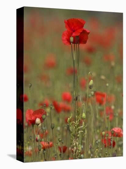 Poppies, Papaver Rhoeas, United Kingdom-Steve & Ann Toon-Premier Image Canvas