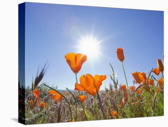 Poppies with Sun and Blue Sky, Antelope Valley Near Lancaster, California, Usa-Jamie & Judy Wild-Premier Image Canvas