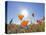 Poppies with Sun and Blue Sky, Antelope Valley Near Lancaster, California, Usa-Jamie & Judy Wild-Premier Image Canvas