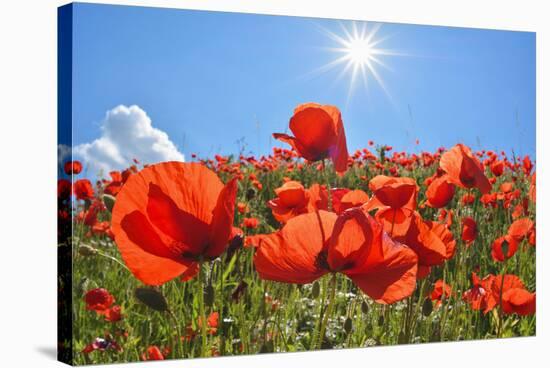 Poppies with sun in summer, Germany-Raimund Linke-Stretched Canvas