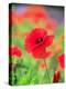 Poppies-null-Premier Image Canvas