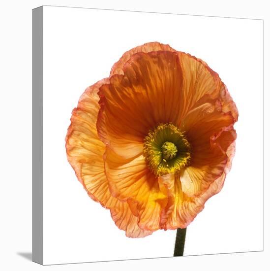 Poppy 23-Wiff Harmer-Premier Image Canvas