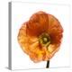 Poppy 23-Wiff Harmer-Premier Image Canvas