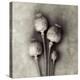 Poppy 2-Jamie Cook-Premier Image Canvas