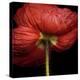 Poppy 9 - Red Icelandic Poppy-Doris Mitsch-Premier Image Canvas