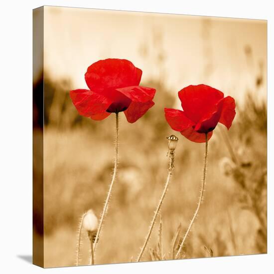 Poppy Accord-Joseph Eta-Stretched Canvas