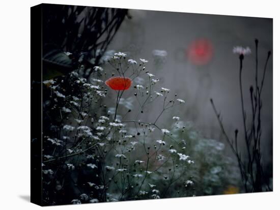 Poppy and Wild Chrysanthemums-null-Premier Image Canvas