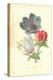 Poppy-Anemone-Frederick Edward Hulme-Premier Image Canvas