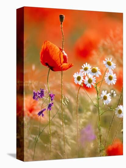 Poppy, camomile and larkspur-Herbert Kehrer-Premier Image Canvas