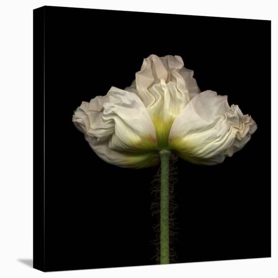 Poppy D: White Icelandic Poppy-Doris Mitsch-Premier Image Canvas