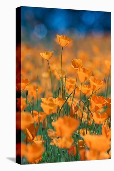 Poppy Dream Revisited Riverside by Merced River Poppies Outside Yosemite in Spring-Vincent James-Premier Image Canvas