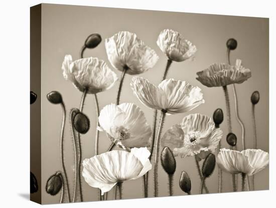 Poppy Elevation-Assaf Frank-Stretched Canvas