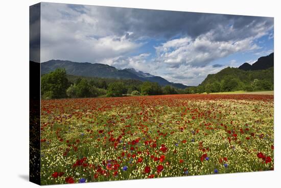 Poppy Field at Domat/Ems in Switzerland-Armin Mathis-Premier Image Canvas