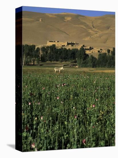 Poppy Field Between Daulitiar and Chakhcharan, Afghanistan-Jane Sweeney-Premier Image Canvas