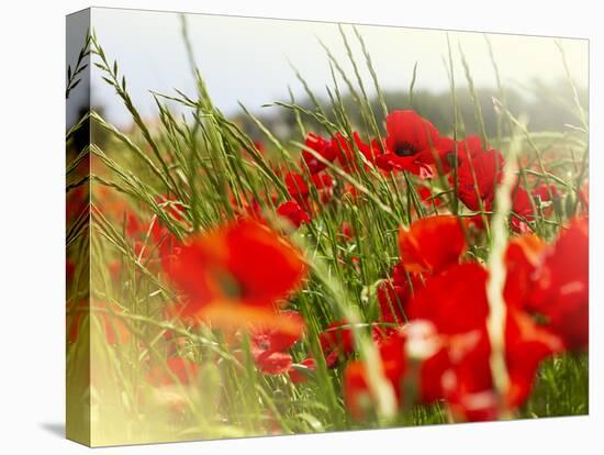 Poppy Field, Figueres, Girona, Catalonia, Spain, Europe-Mark Mawson-Premier Image Canvas