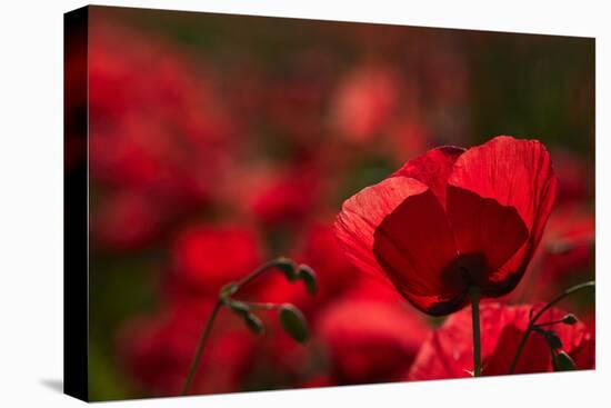 Poppy Field in the Alberes, Languedoc-Roussillon, France, Europe-Mark Mawson-Premier Image Canvas