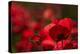 Poppy Field in the Alberes, Languedoc-Roussillon, France, Europe-Mark Mawson-Premier Image Canvas