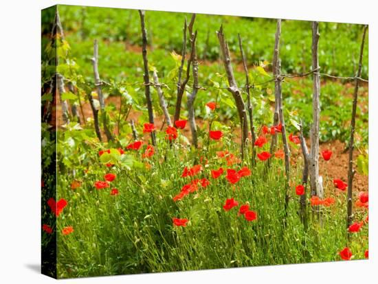 Poppy Field, Krk, Croatia-Russell Young-Premier Image Canvas