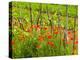 Poppy Field, Krk, Croatia-Russell Young-Premier Image Canvas