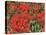 Poppy Field-Kirstie Adamson-Premier Image Canvas