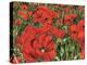 Poppy Field-Kirstie Adamson-Premier Image Canvas