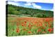 Poppy Fields Near Covarrubias, Castile and Leon, Spain Europe-Alex Robinson-Premier Image Canvas