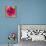 Poppy Flower III-Joseph Eta-Stretched Canvas displayed on a wall