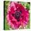 Poppy Flower III-Joseph Eta-Stretched Canvas