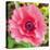 Poppy Flower IV-Joseph Eta-Stretched Canvas