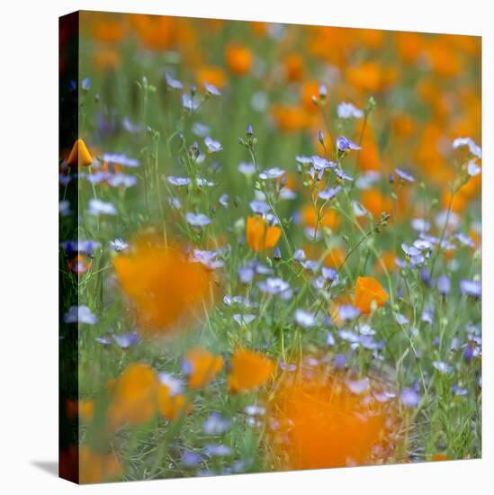 Poppy Flower Mix-Vincent James-Premier Image Canvas