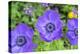 Poppy-Flowered Anemone, Usa-Lisa S. Engelbrecht-Premier Image Canvas