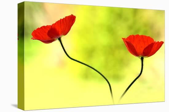 Poppy Friends-Heidi Westum-Premier Image Canvas