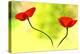 Poppy Friends-Heidi Westum-Premier Image Canvas