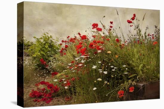 Poppy Garden-David Winston-Stretched Canvas