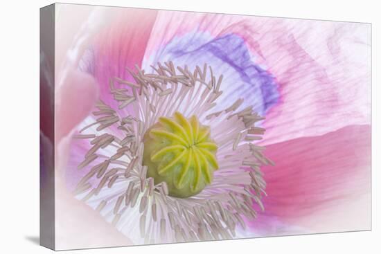 Poppy High Key I-Kathy Mahan-Premier Image Canvas