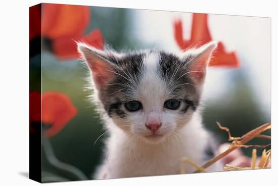 Poppy Kitten-null-Stretched Canvas